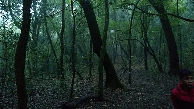 Mawphlang Sacred Forest