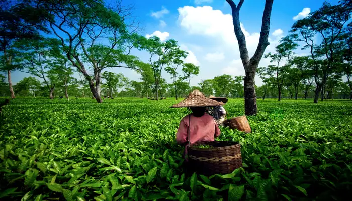 Assam, The
Gateway of
North East India