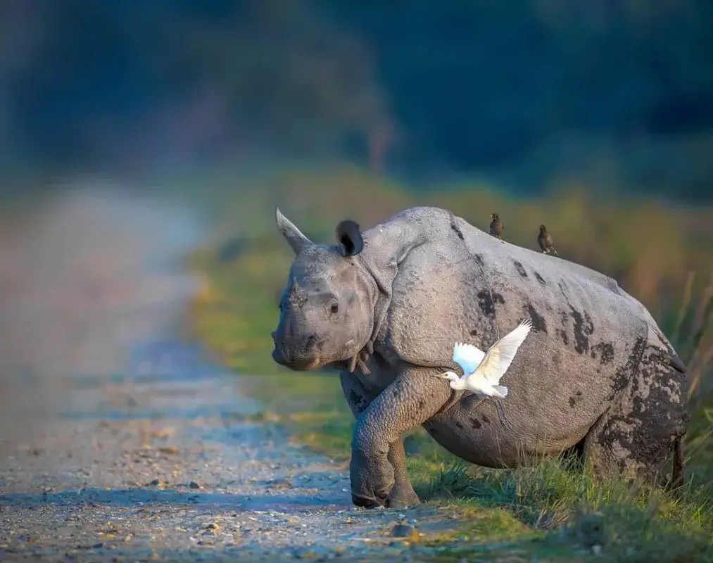 Kaziranga National Park